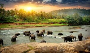 Umani vs elefanti, guerra e morte in Sri Lanka