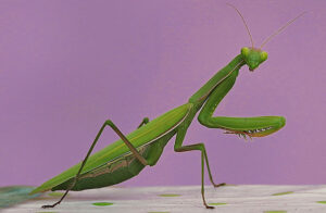 L’invasione asiatica. Cronaca lombarda di bestie perfette, prolifiche e senza passaporto