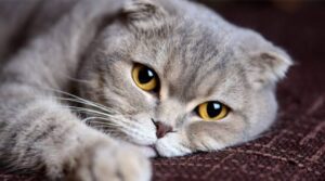 Il gatto, l’ayatollah e Penelope